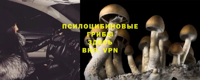 Псилоцибиновые грибы Magic Shrooms  где найти   Новодвинск 